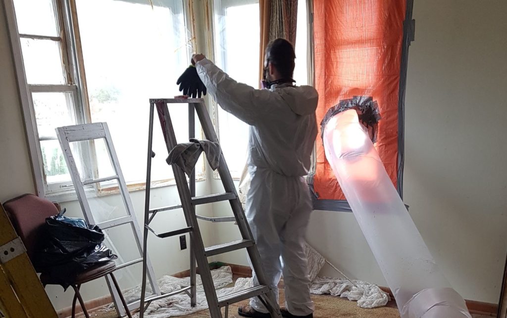 mold removal worker