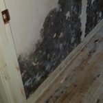 black mold on drywall