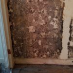 black mold on drywall