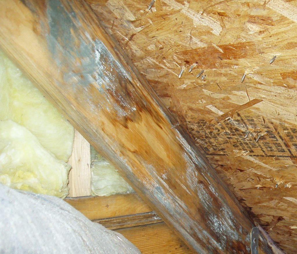 attic mold