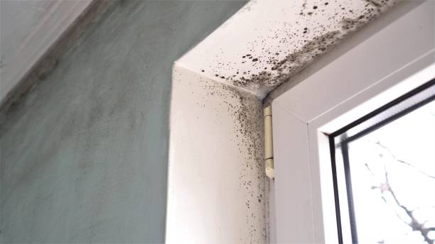 mold on windows