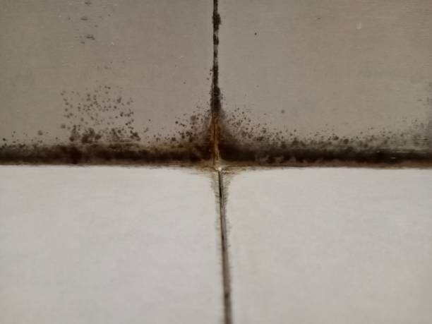 black mold on bathroom tiles