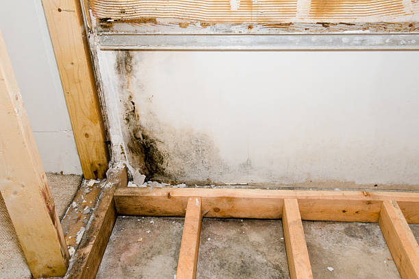 black mold in a bathtub frame