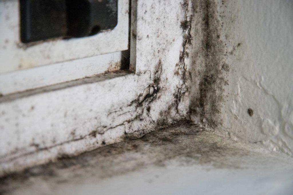 Mold on windows