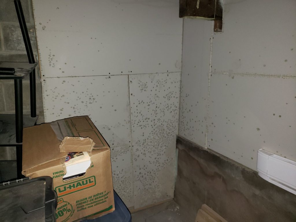 black mold on gypse wall