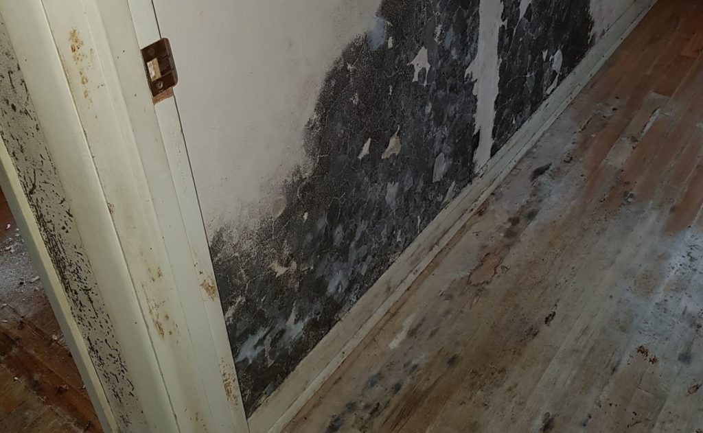 black mold on a wall